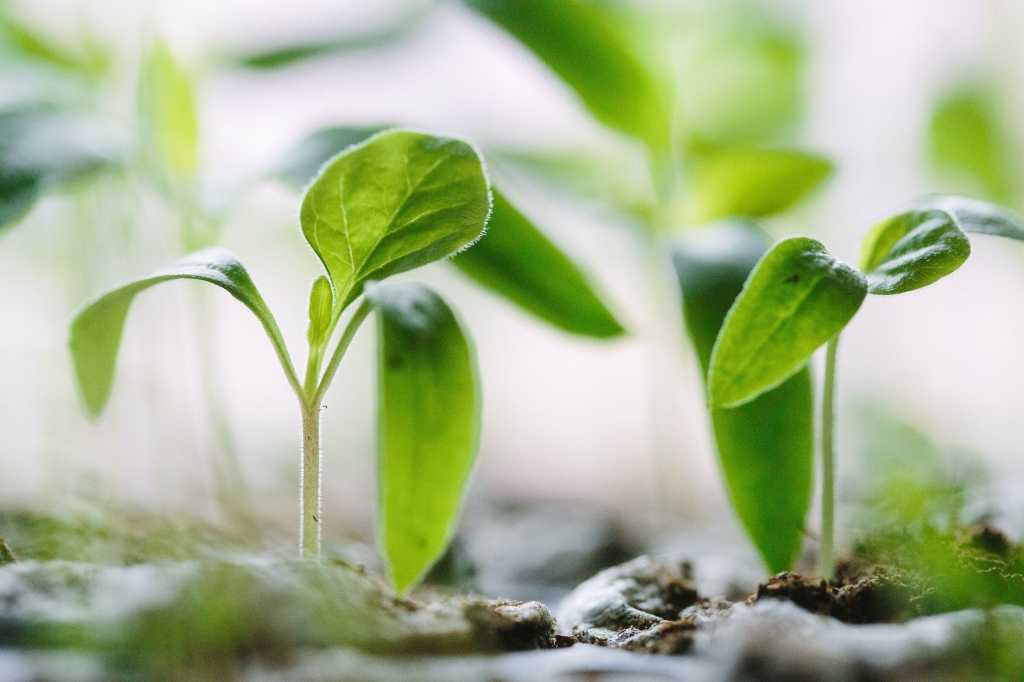 Spring AI tutorial: Get started with Spring AI green leaves sprouting photo by francesco gallarotti via unsplash