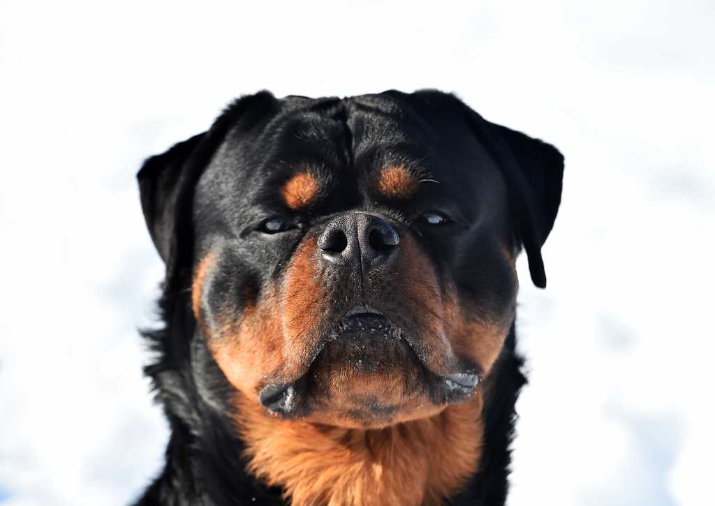 Apiiro’s Guardian Agent guards against insecure AI code shutterstock 1899639757 formidable guard dog strong Rottweiler dog against snowy white background
