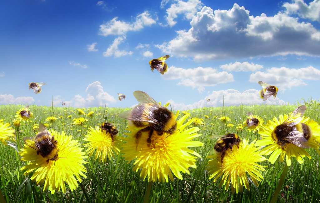 Let a million apps bloom shutterstock 110543936 bumble bees and daisies in a green meadow under blue sky and white clouds