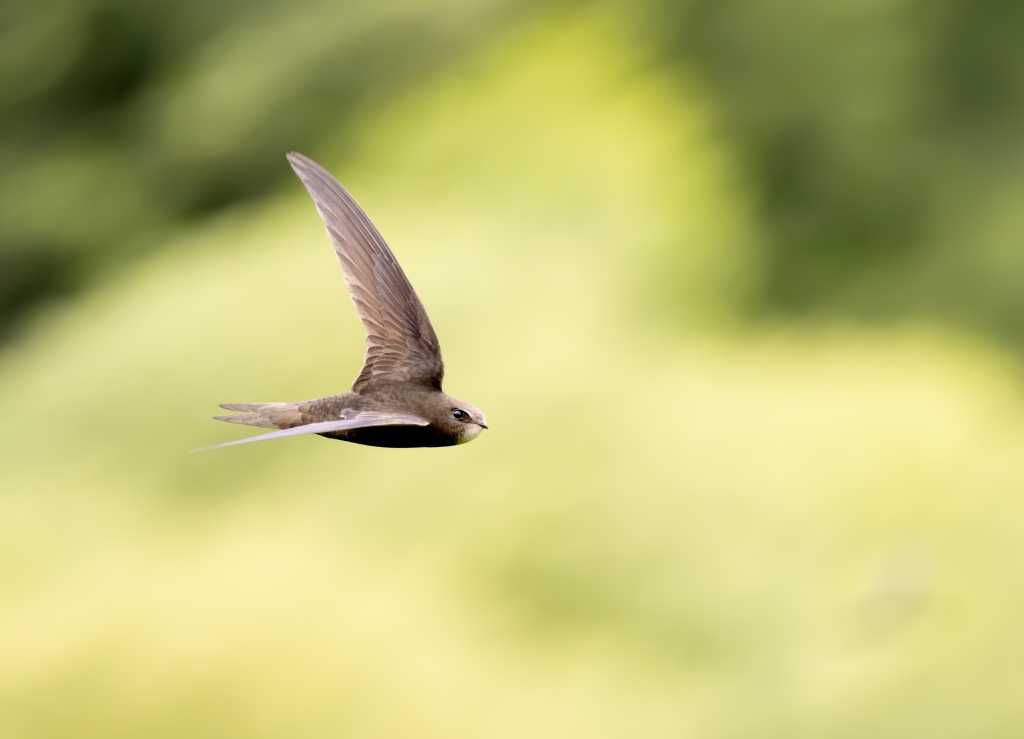 Swift for Visual Studio Code comes to Open VSX Registry shutterstock 2227591131 common Swift bird in flight over sunlit green grass