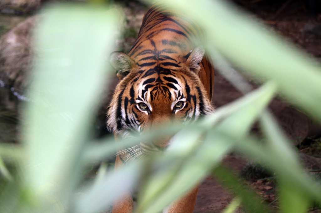 Taming the generative AI back end tiger