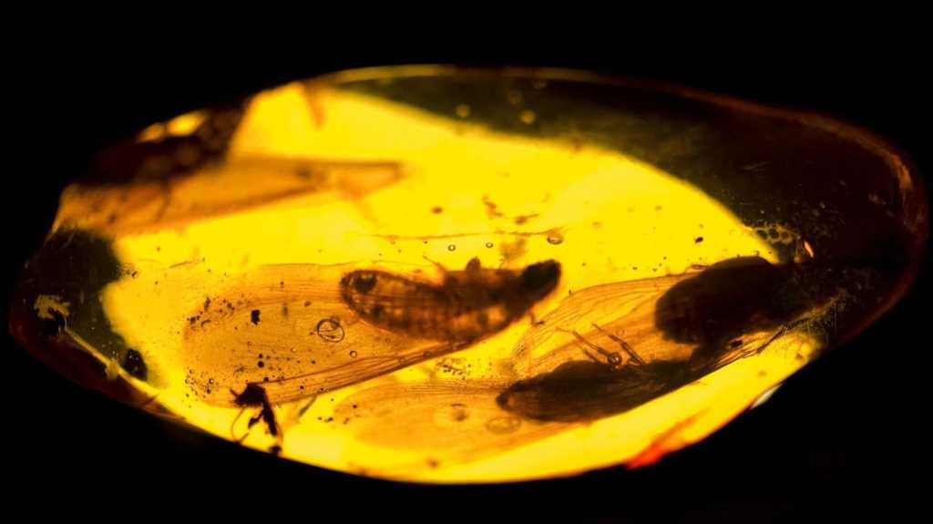 Pyrefly 1.0: A fast, forward-looking Python linter genuine amber with insects fossil museum Bathurst Australia